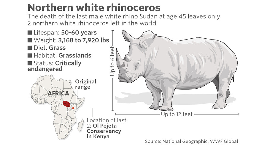 Rhinoceros Full Crack